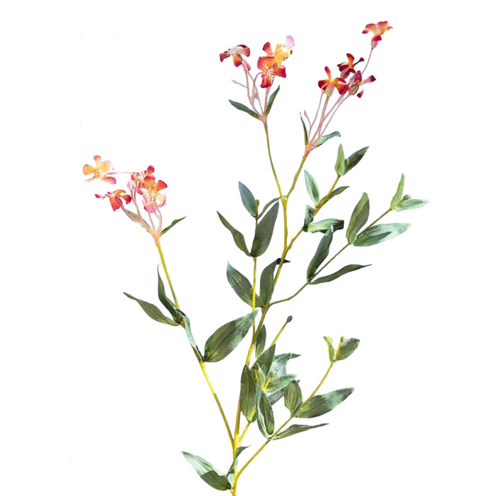 Soapwort