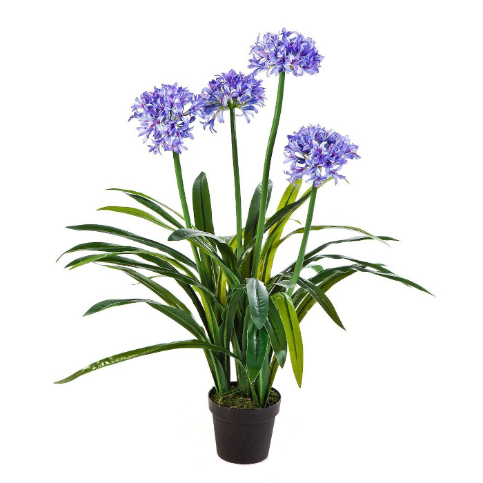 Plant species Agapanthus