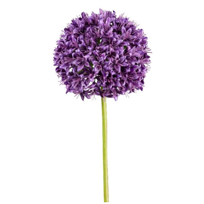 Plant species Allium