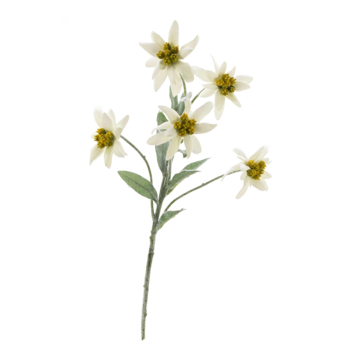 Plant species Edelweiss