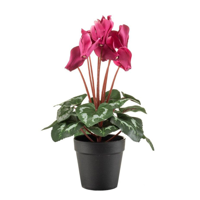 Plant species Cyclamen