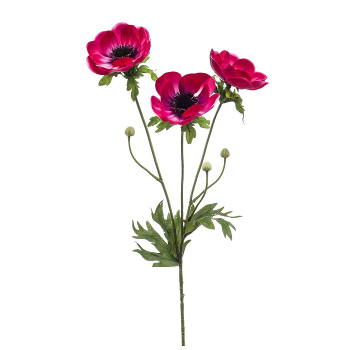 Plant species Anemone