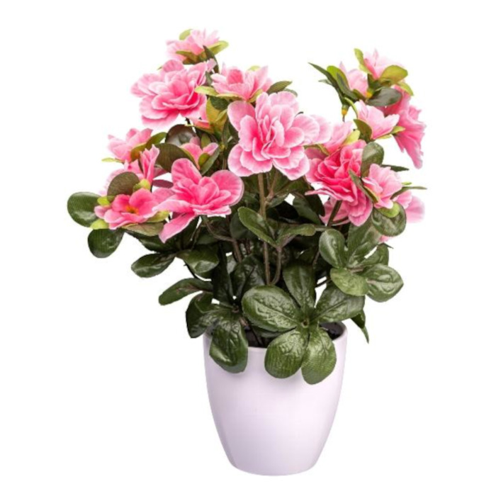 Plant species Azalea