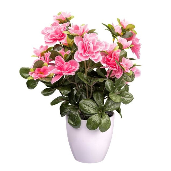 Azalea tree