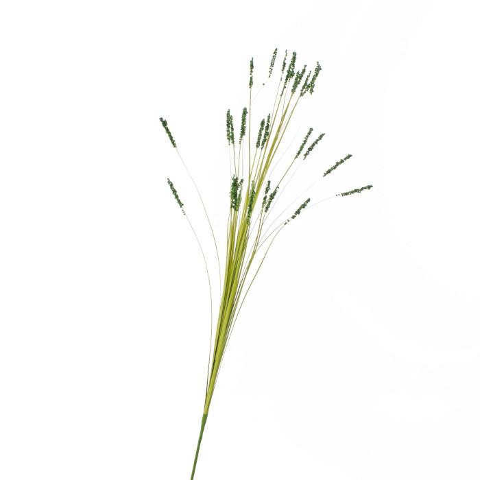 Spiky fescue