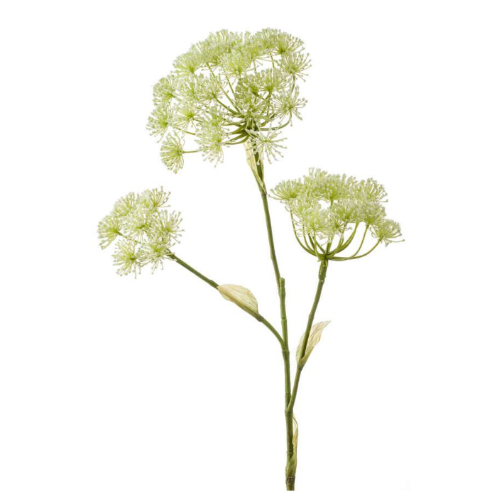 Plant species Hogweed