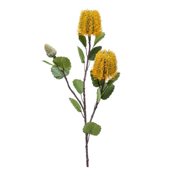 Plant species Banksia