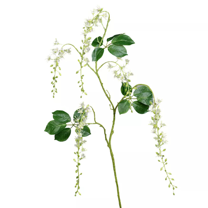 Barringtonia
