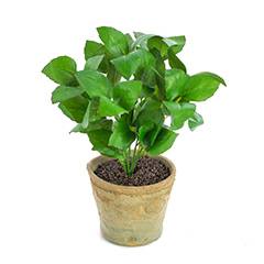 Basil