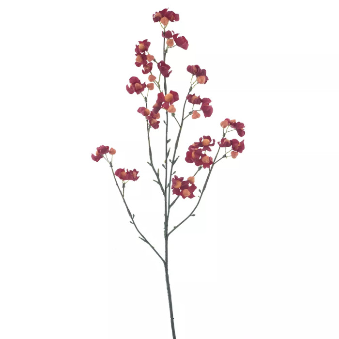 Celastrus
