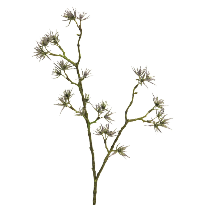 Alpine avens