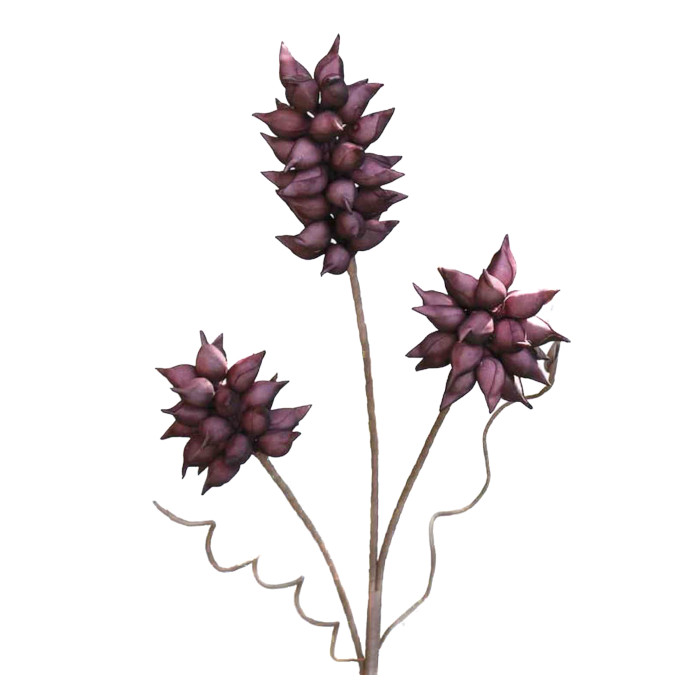 Paulownia tree