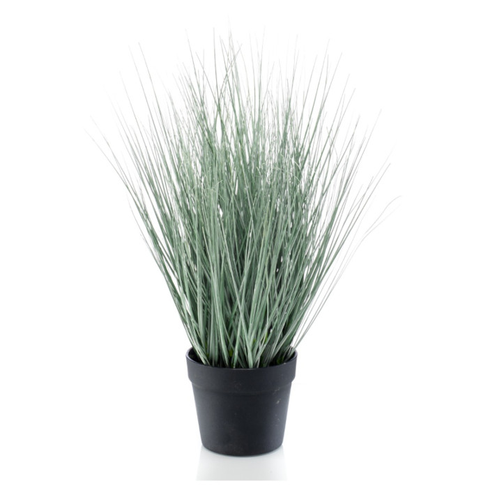 Blue fescue