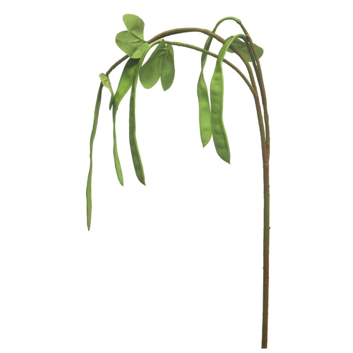 Bean plants
