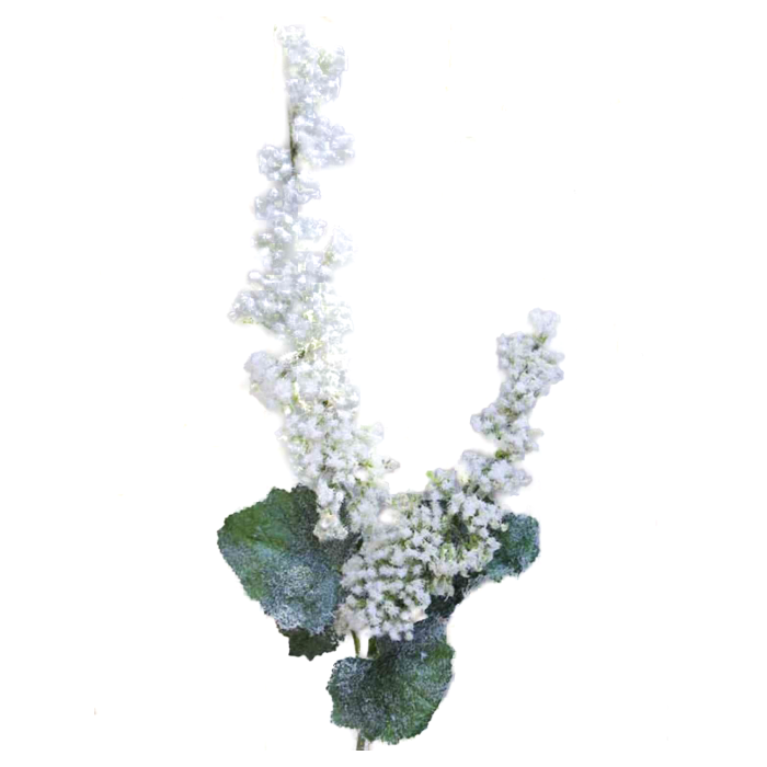 Bridal wreath