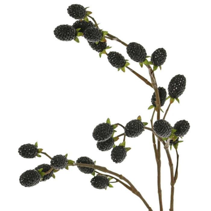 Blackberry