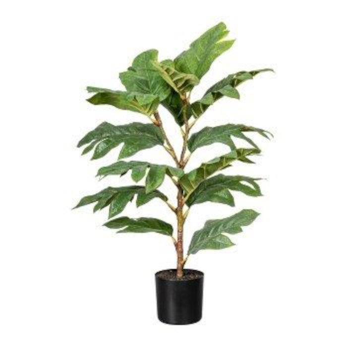 Breadfruit trees