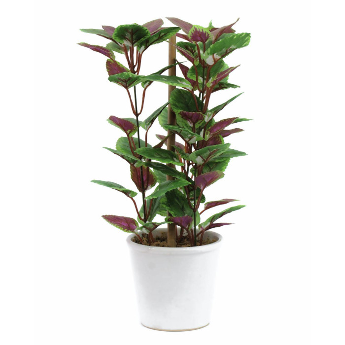 Coleus