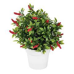 Chilli