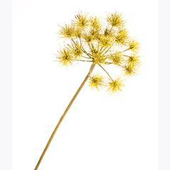 Dill