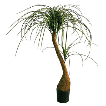 Ponytail palm
