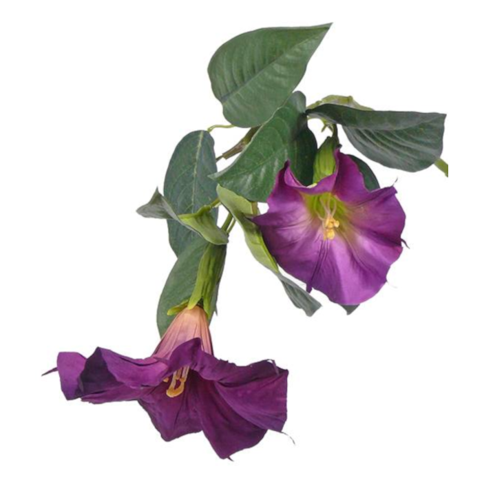Angel's trumpet