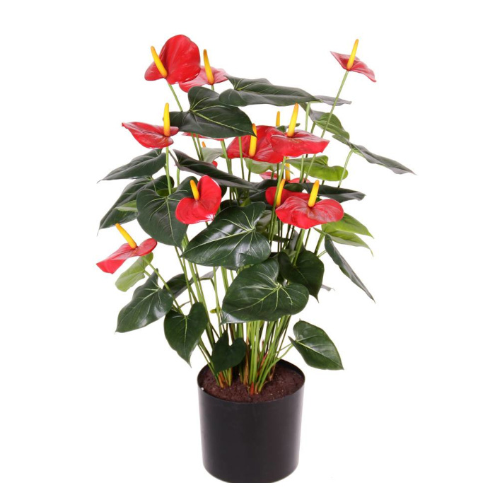 Plant species Anthurium