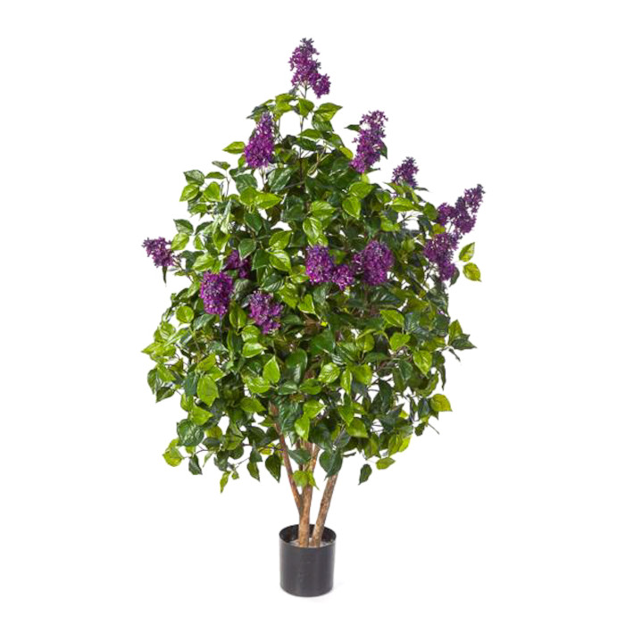Lilac tree