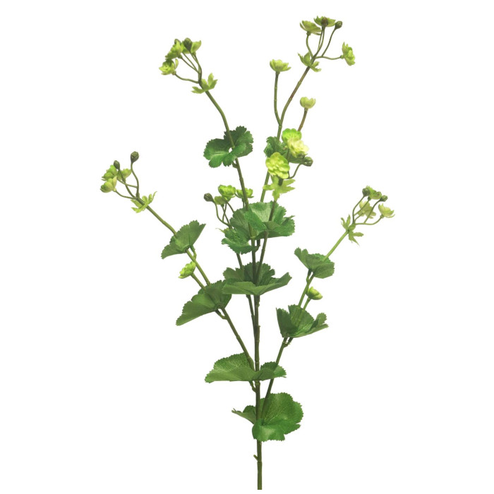 Lady's mantle