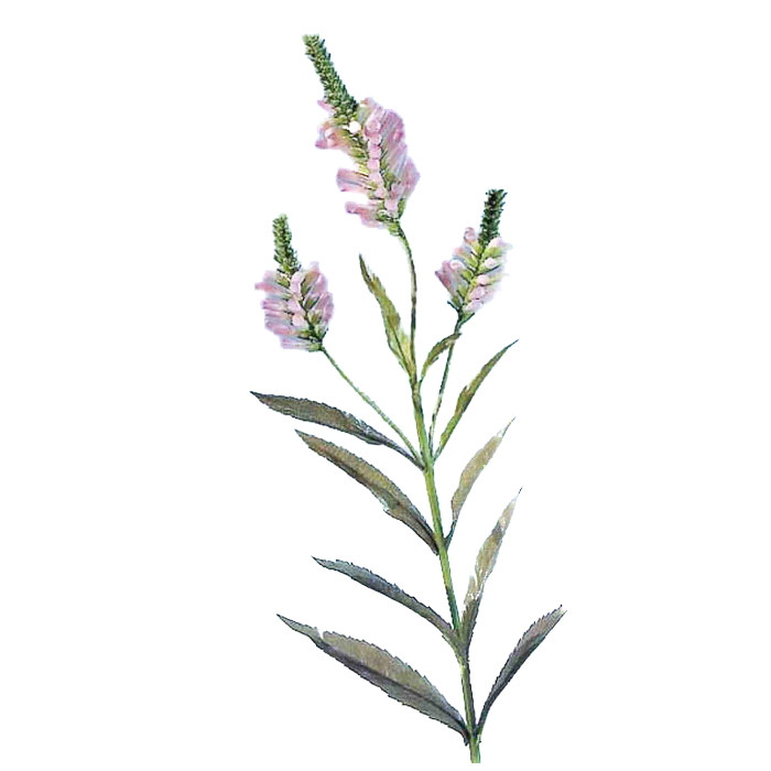 Obedient plant
