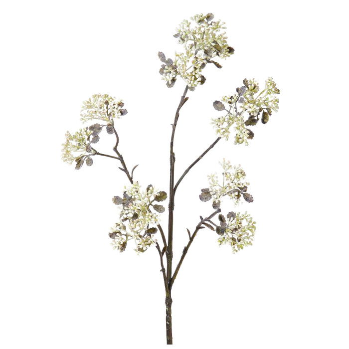 Patrinia scabiosifolia