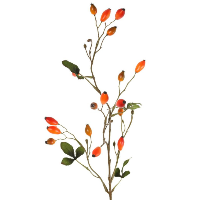 Rose hip