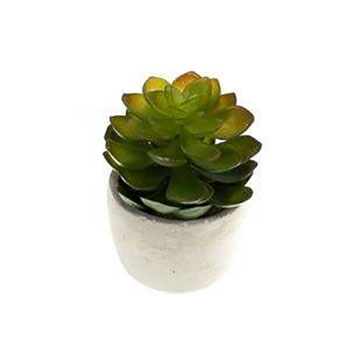 Sempervivum