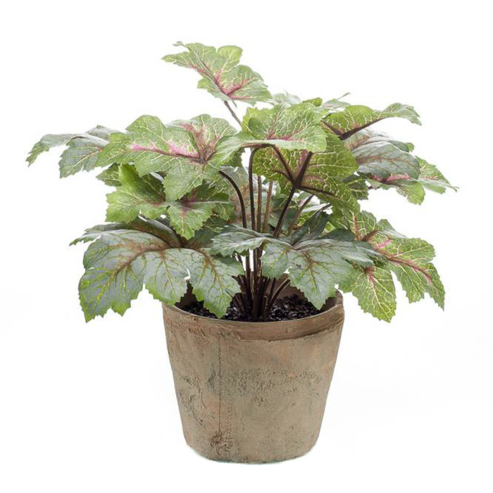 Coral bells