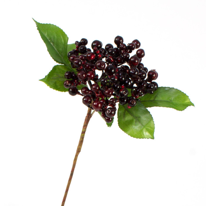 Elderberry