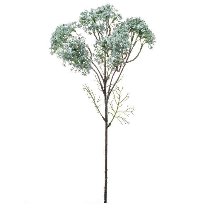 West Indian Jasmine