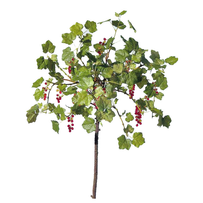 Currant bush