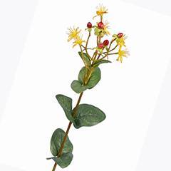 St. John's wort