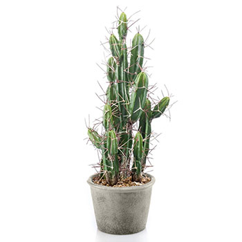 Toothpick cactus