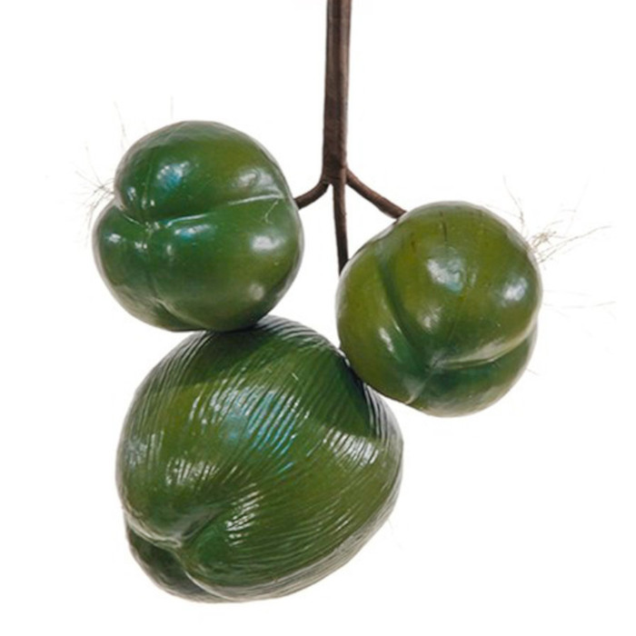 Coconut