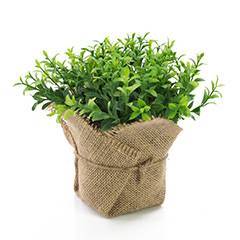 Cress