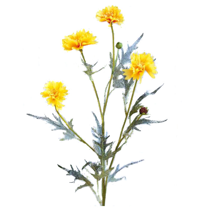Coreopsis
