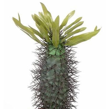 Madagascar palm