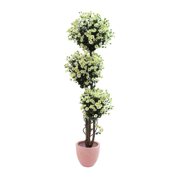 Marguerite tree