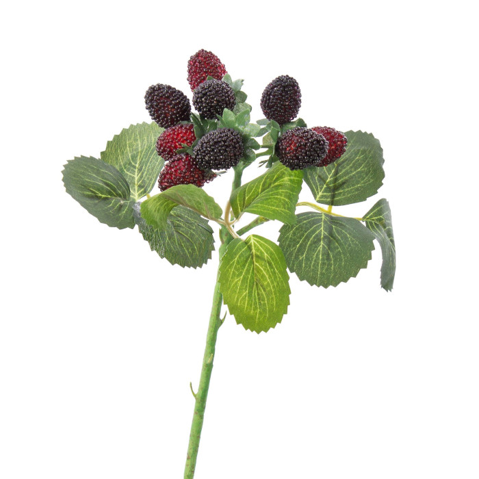 Mulberry