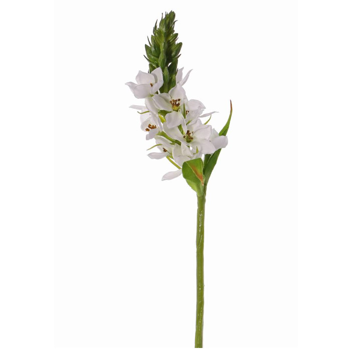 Star of Bethlehem
