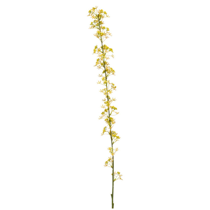 Agrimony