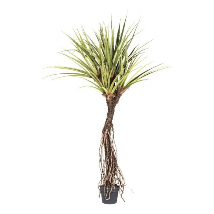 Pandanus palms