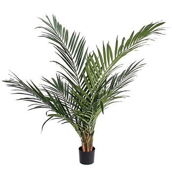 Majesty palm