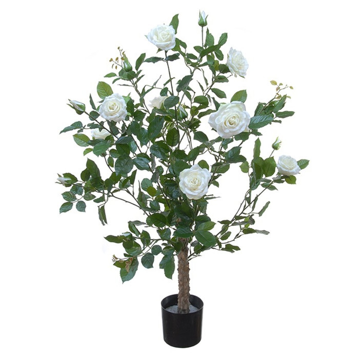 Rose plant